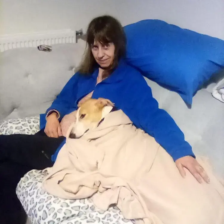 Greyhound