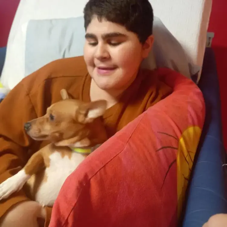 Jack Russell Terrier