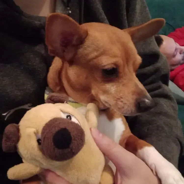 Jack Russell Terrier