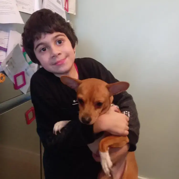 Jack Russell Terrier