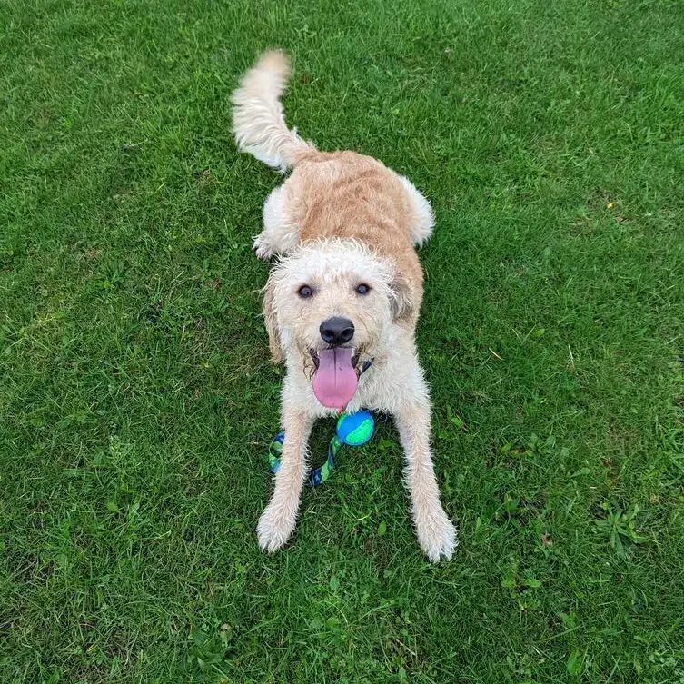 Labradoodle
