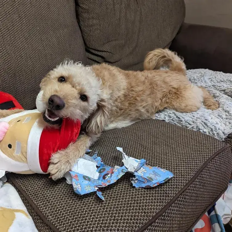 Labradoodle