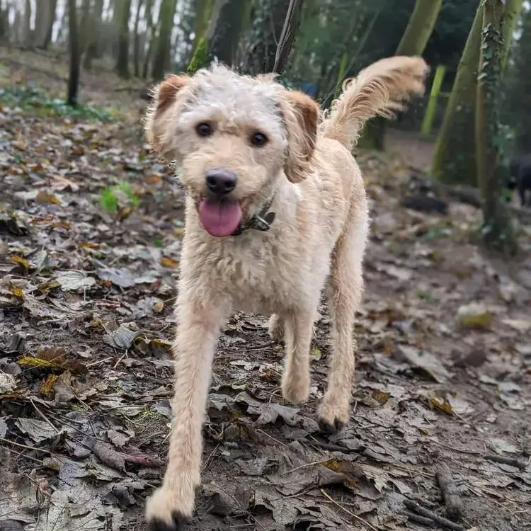 Labradoodle