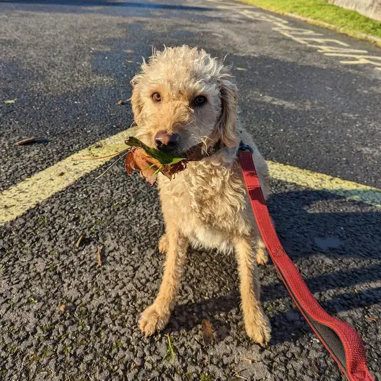 Labradoodle