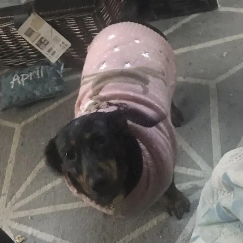 Dachshund (Miniature Smooth-Haired)