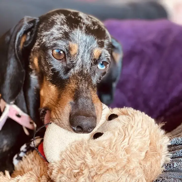 Dachshund (Miniature Smooth-Haired)