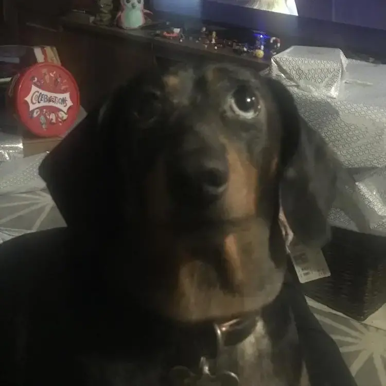 Dachshund (Miniature Smooth-Haired)