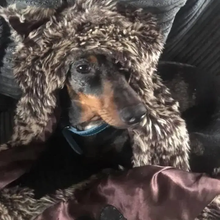 Dachshund (Miniature Smooth-Haired)