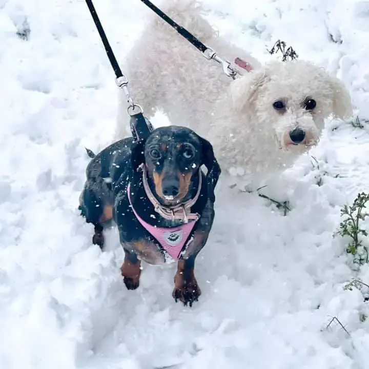 Dachshund (Miniature Smooth-Haired)
