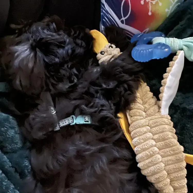 Schnauzer (Miniature)