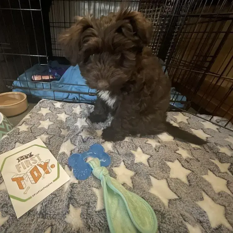 Schnauzer (Miniature)