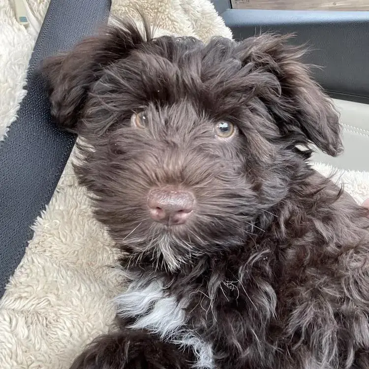 Schnauzer (Miniature)