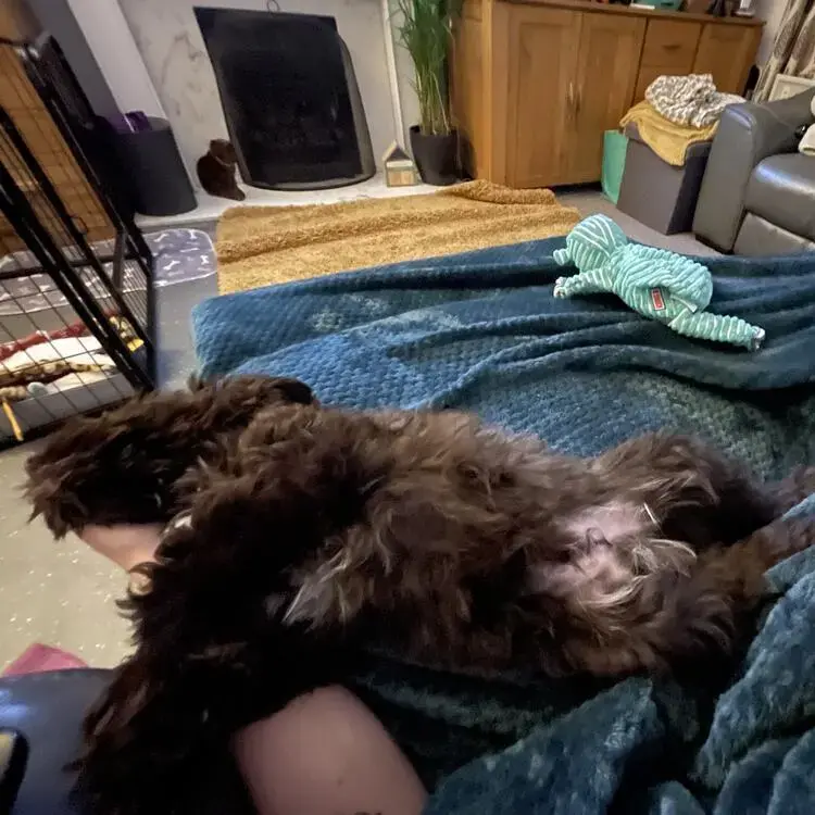 Schnauzer (Miniature)