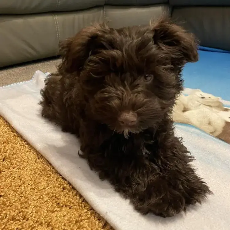 Schnauzer (Miniature)