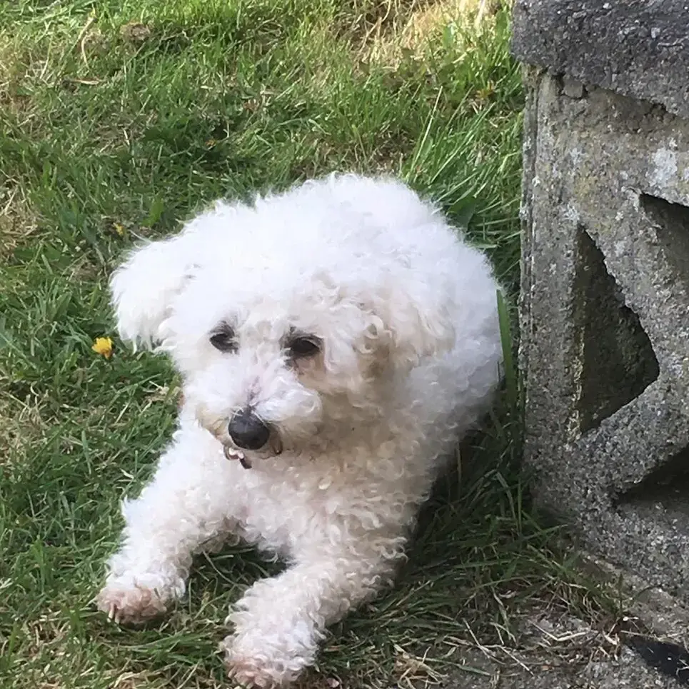 Bichon Frise