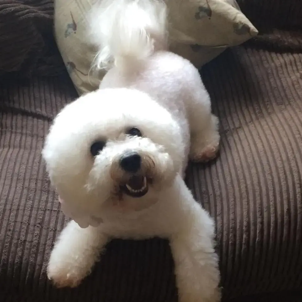 Bichon Frise