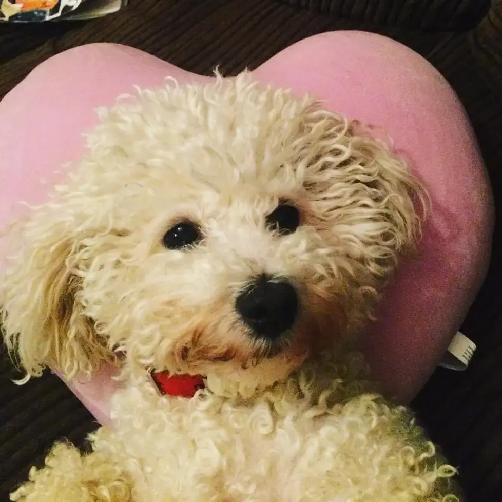 Bichon Frise