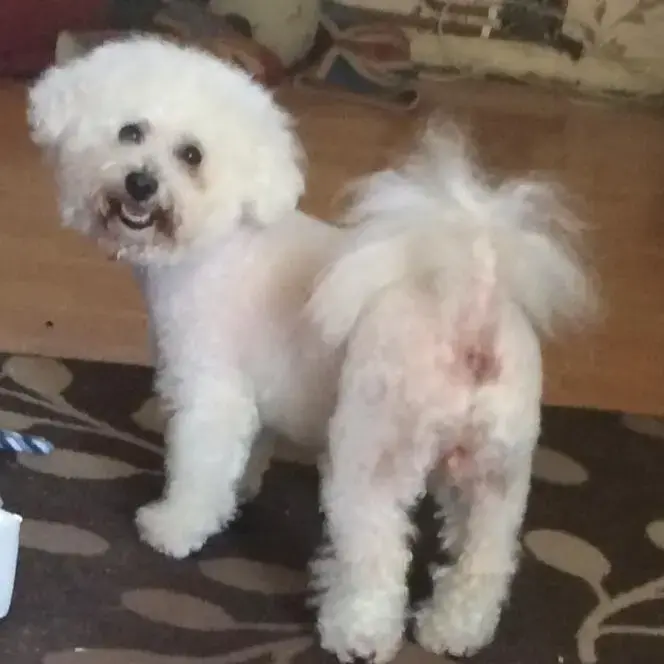 Bichon Frise
