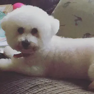Bichon Frise