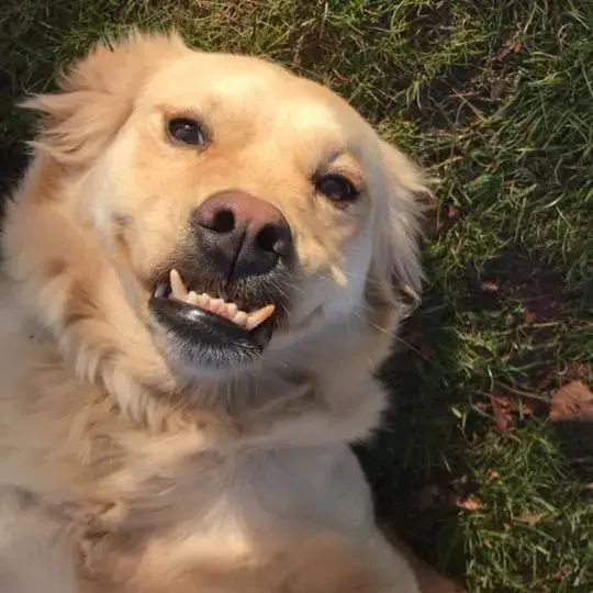 Golden Retriever