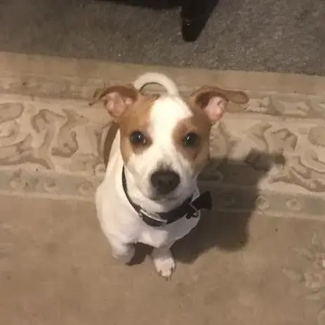 Jack Russell Terrier