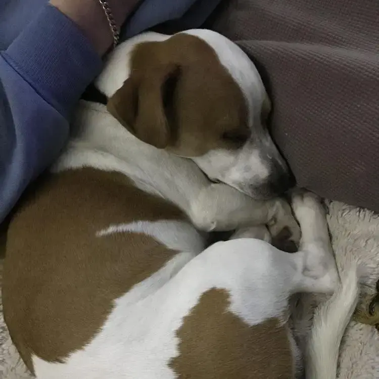 Jack Russell Terrier