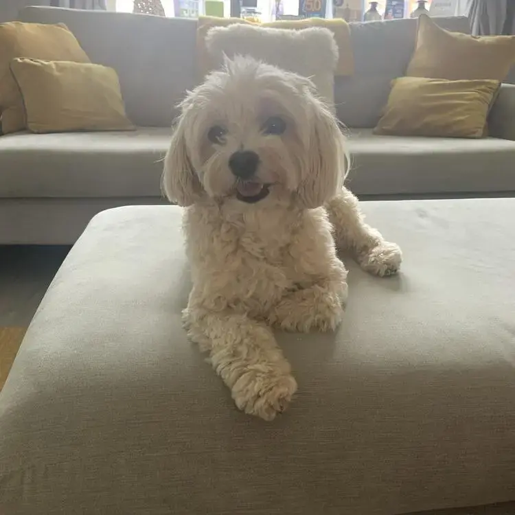 Maltipoo