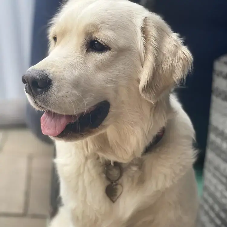 Golden Retriever