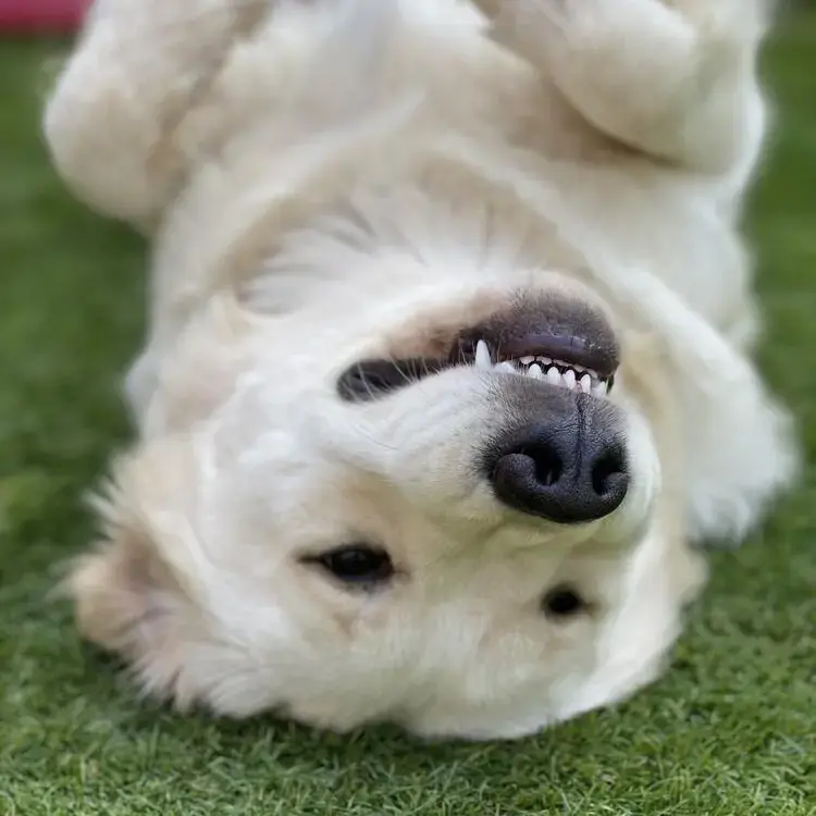 Golden Retriever