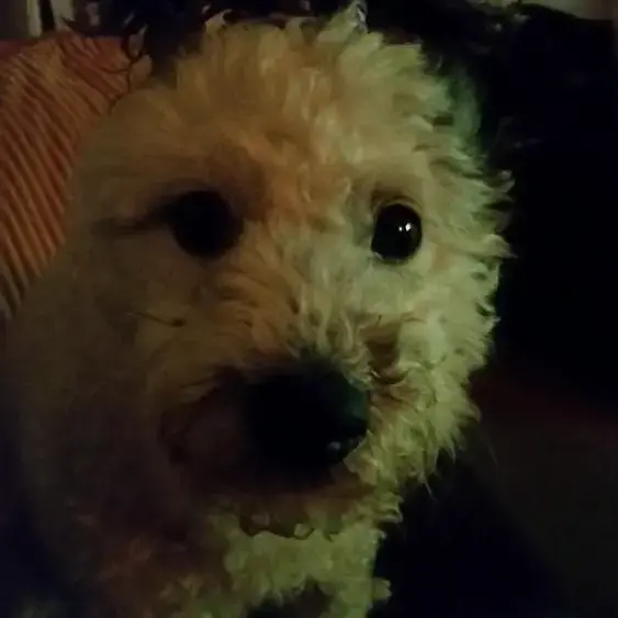 Poodle (Standard)