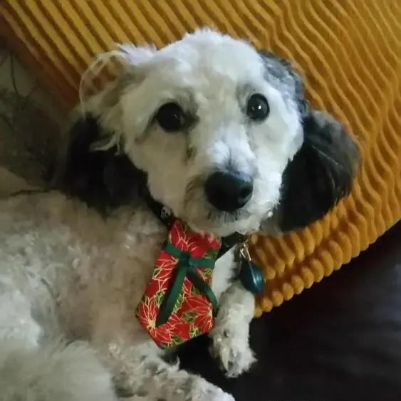 Poodle (Standard)