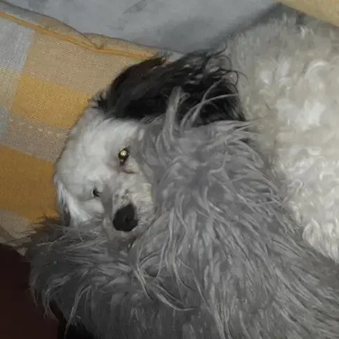 Poodle (Standard)