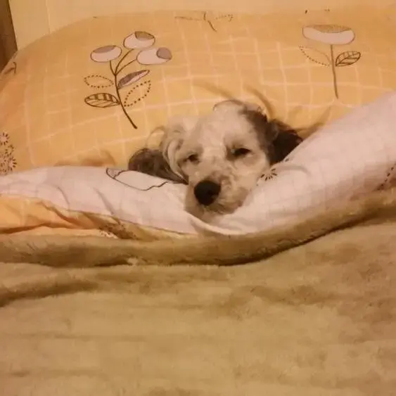 Poodle (Standard)
