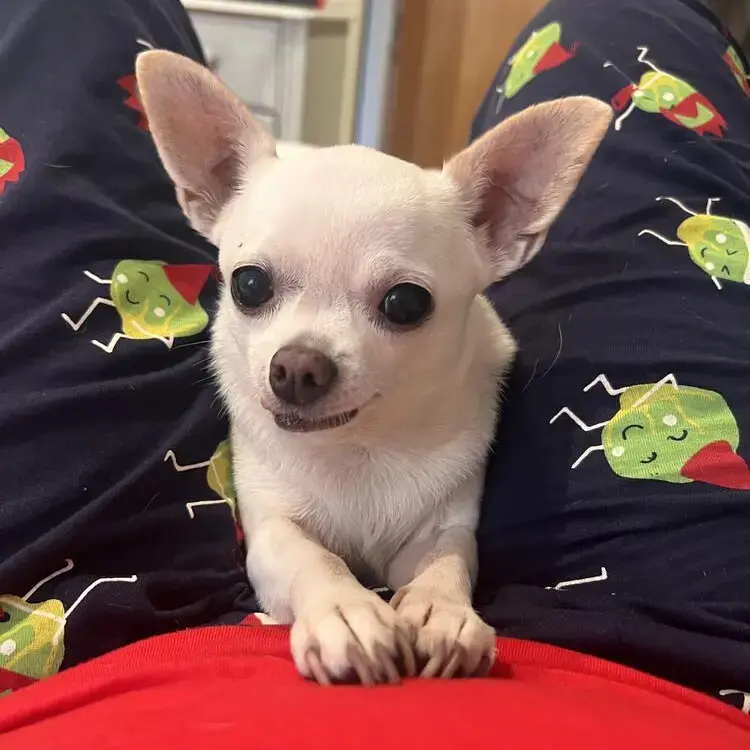 Chihuahua (Smooth Coat)