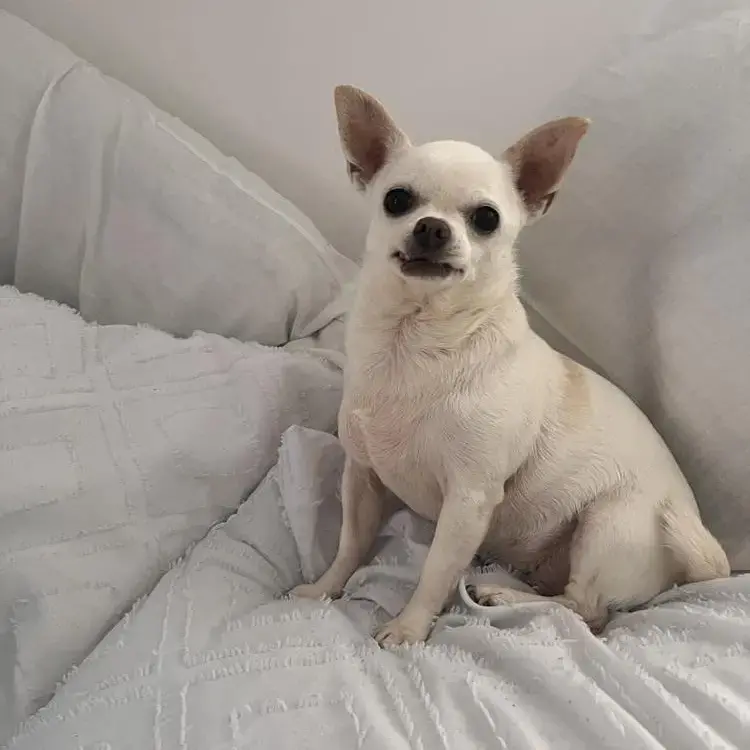 Chihuahua (Smooth Coat)
