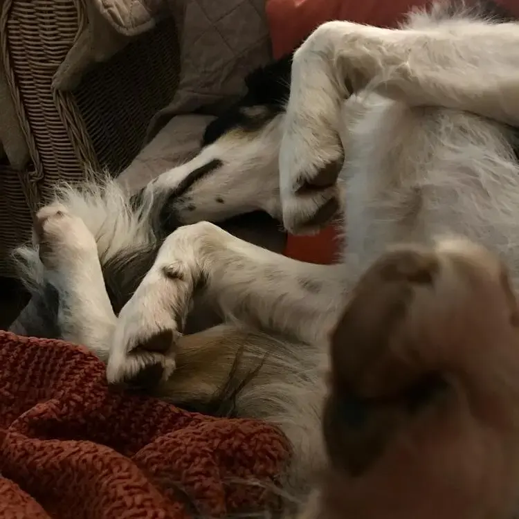 Border Collie