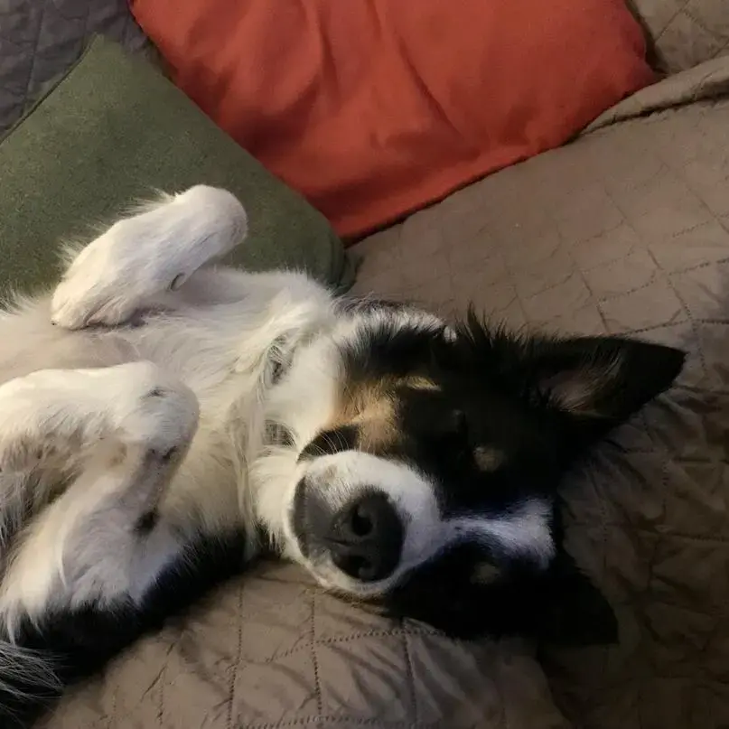 Border Collie