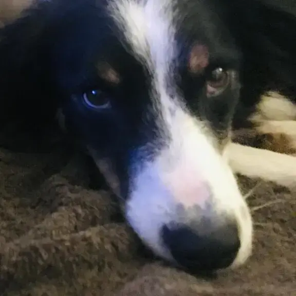Border Collie