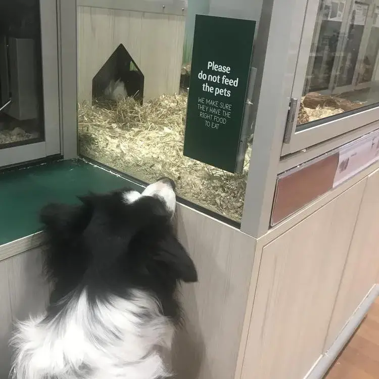 Border Collie