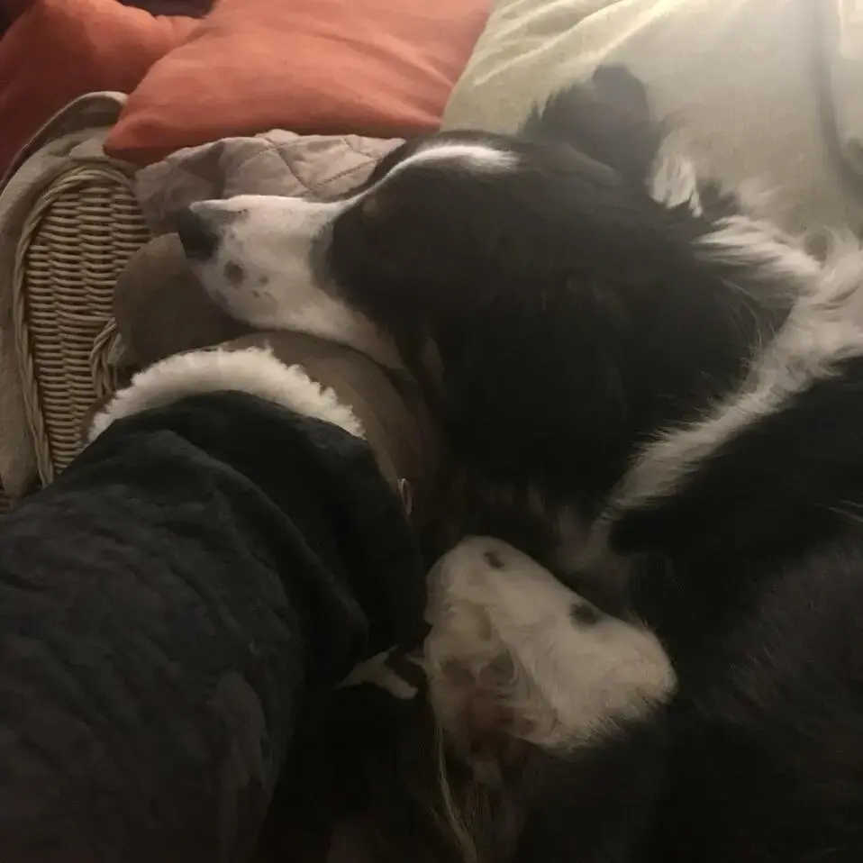 Border Collie