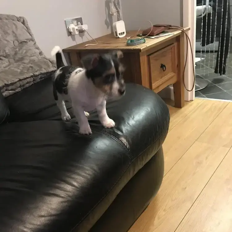 Jack Russell Terrier