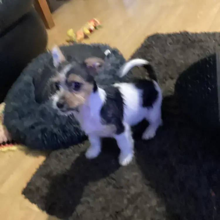 Jack Russell Terrier