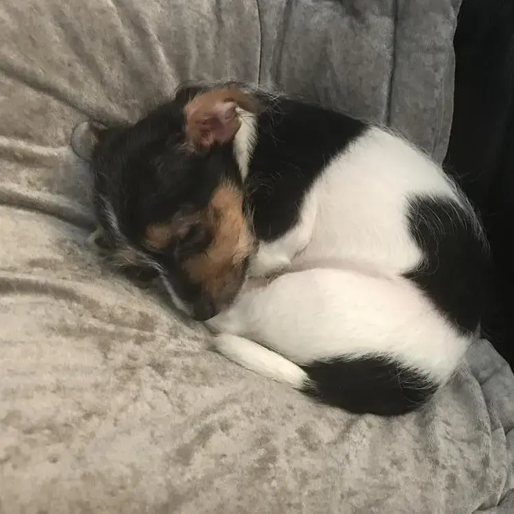 Jack Russell Terrier