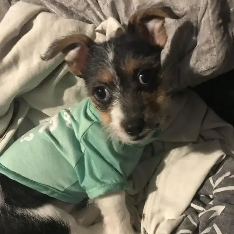 Jack Russell Terrier