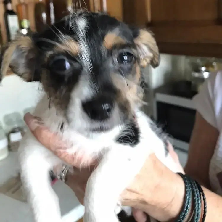 Jack Russell Terrier