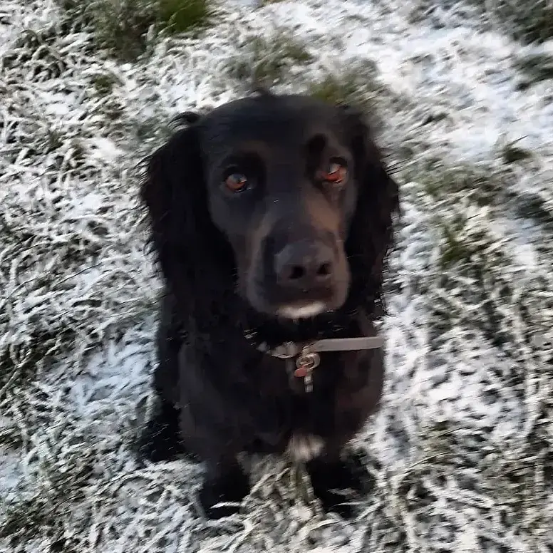Cocker Spaniel (English)