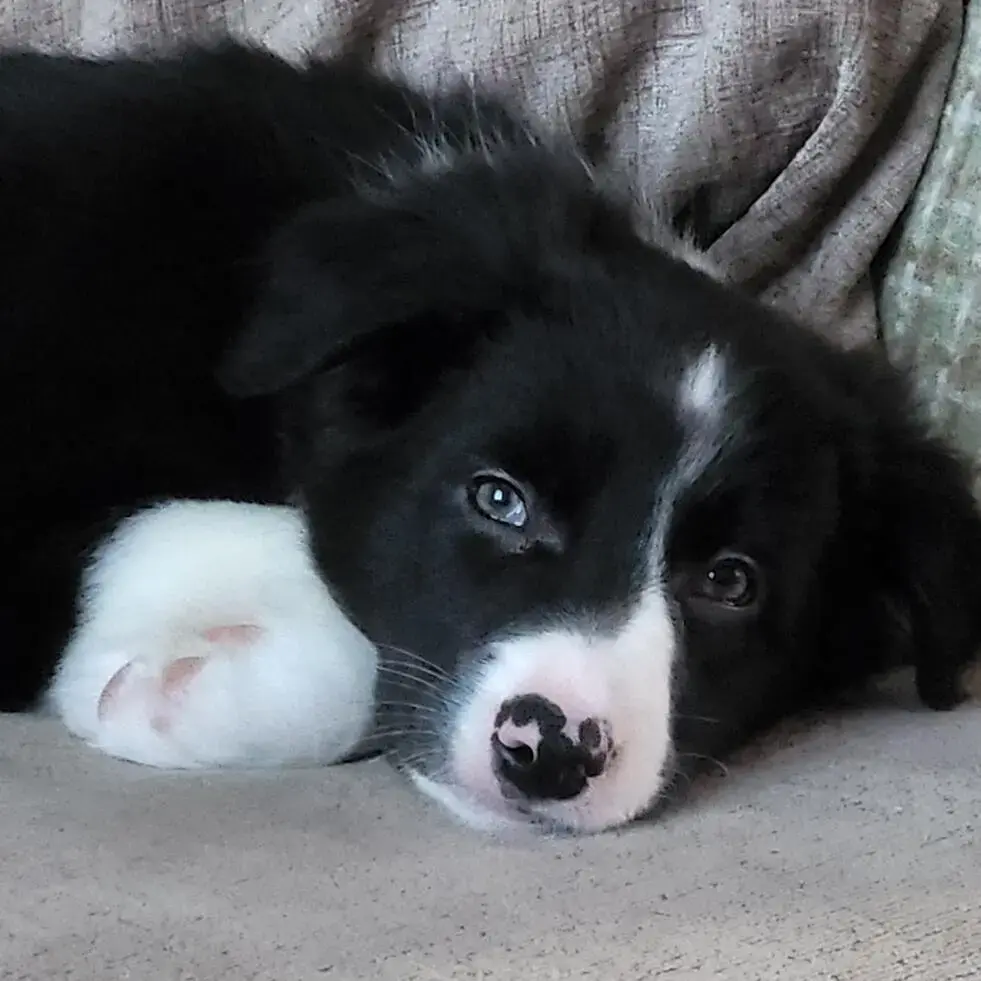 Border Collie