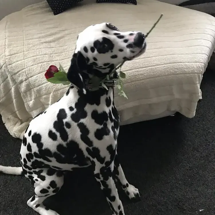 Dalmatian