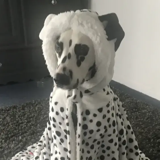 Dalmatian