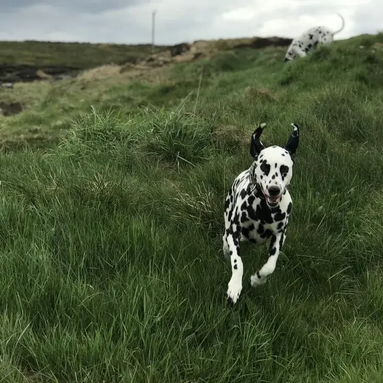 Dalmatian